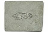 Fossil Crinoid (Cyathocrinites) - Crawfordsville, Indiana #359185-1